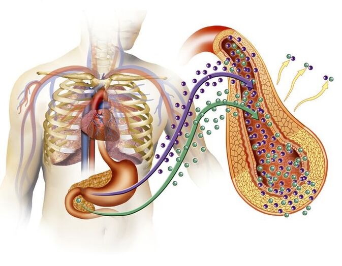 normale produzione di insulina dopo l'assunzione di Glucoren